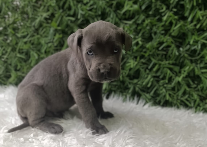 Blue cane corso bebekler